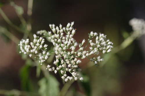 Ageratina altissima #3